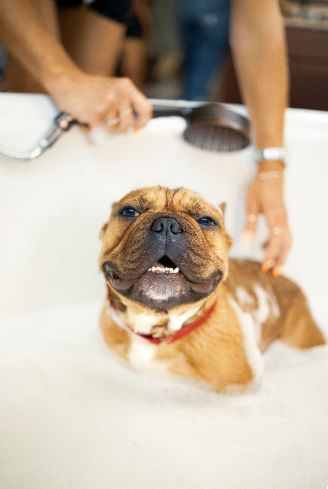 Stylish Sand + Paws Pet Shampoo & Conditioner - Oatmeal & Aloe